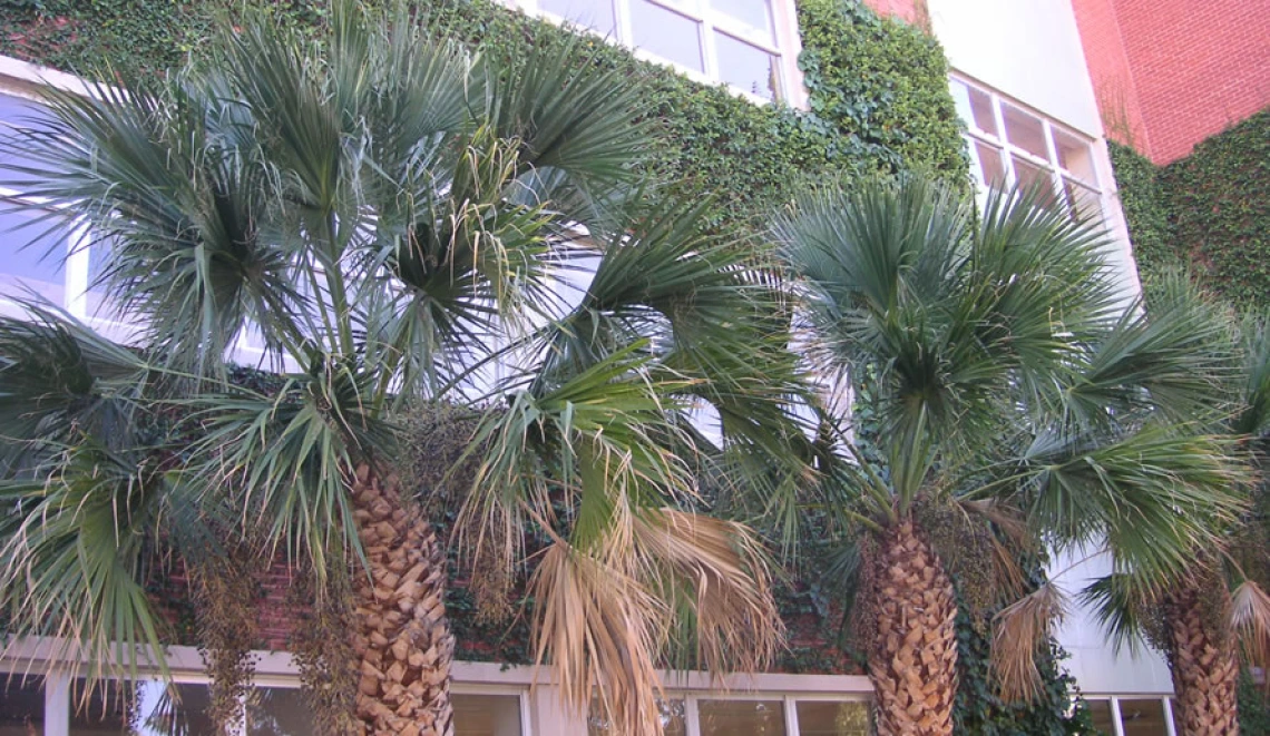 palm