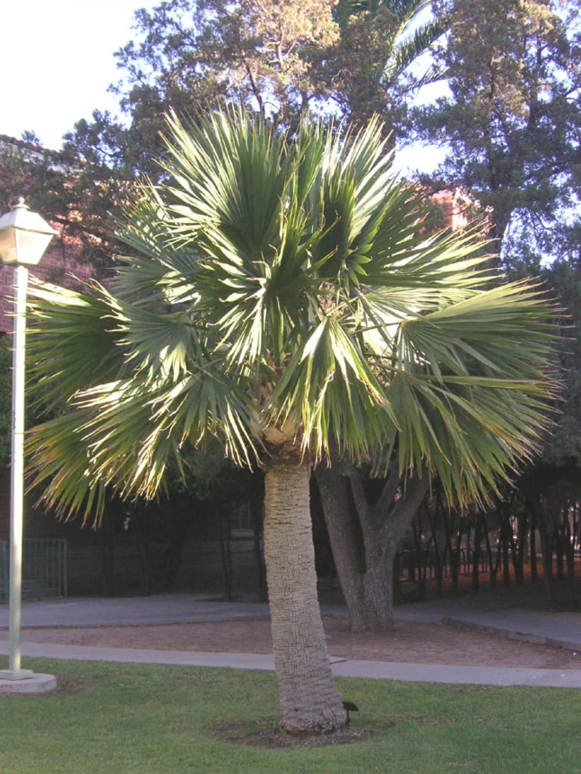 palm