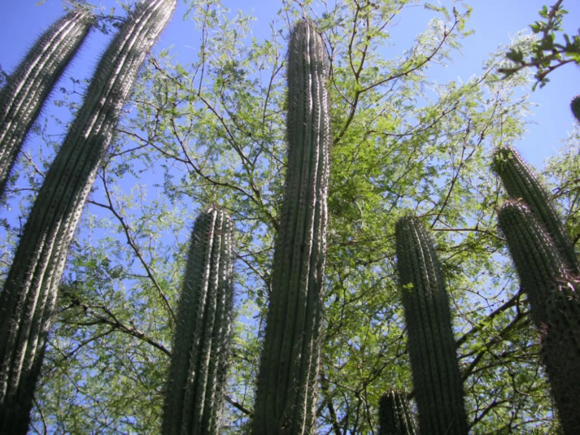 organ pipe