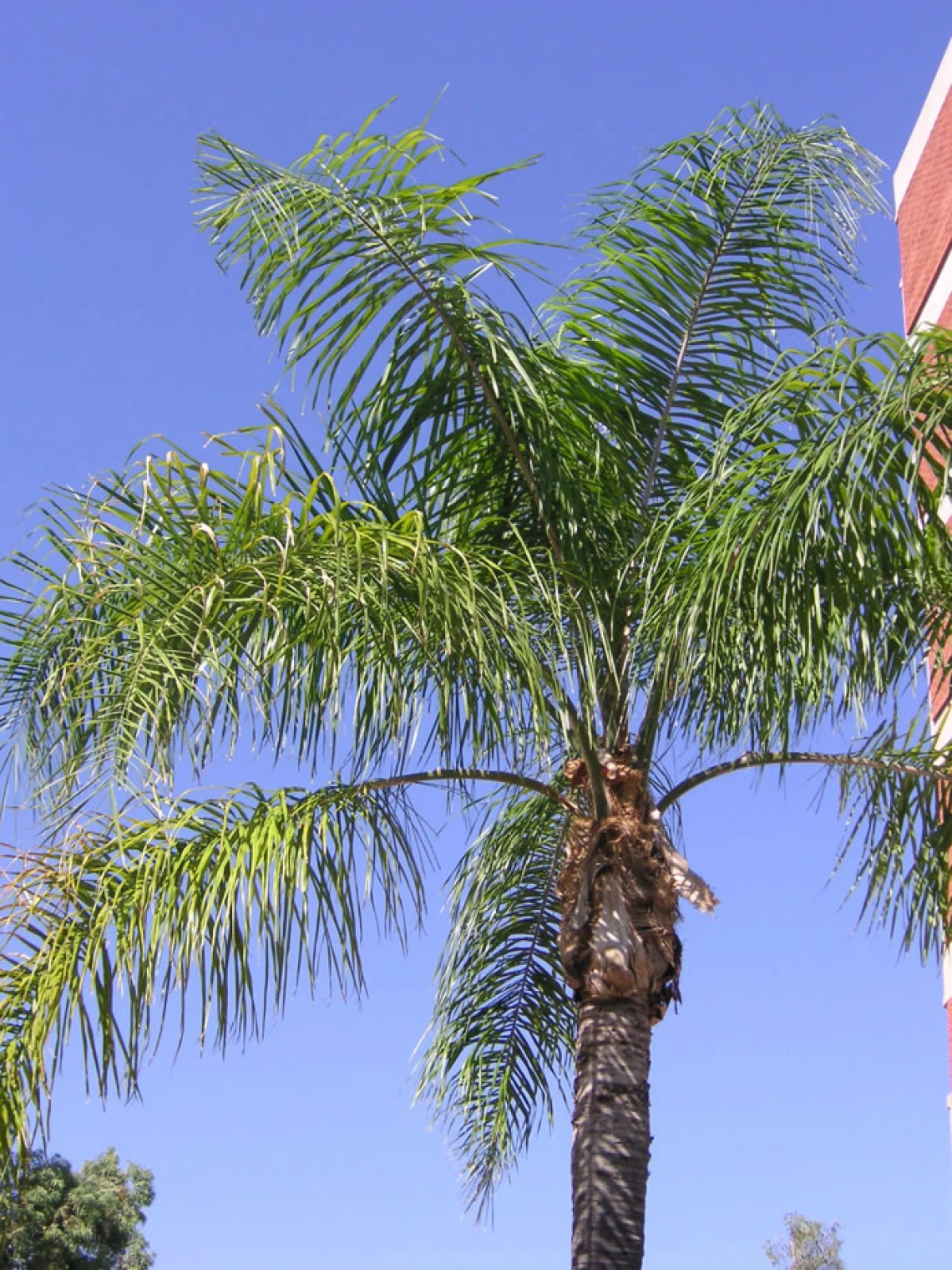 palm