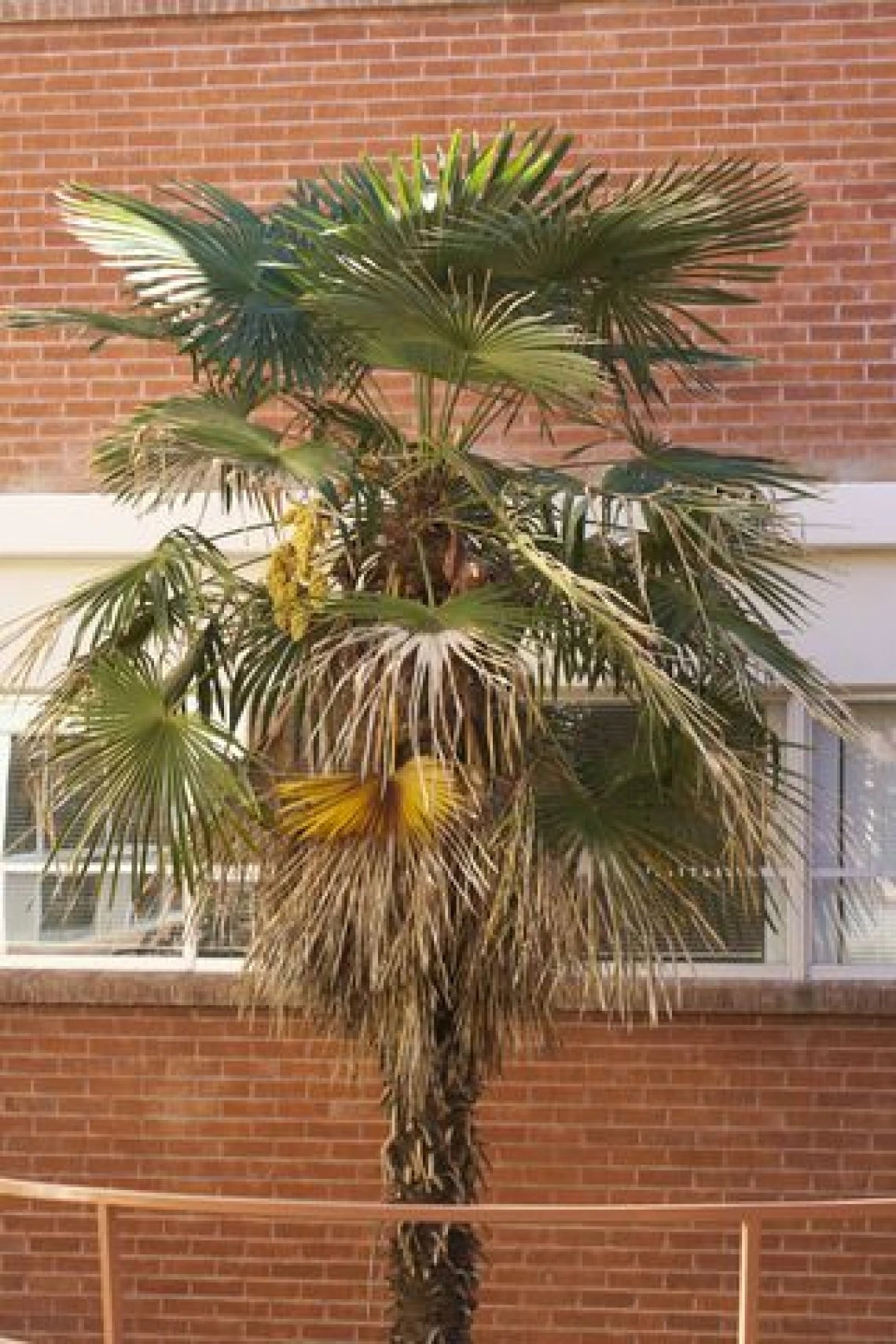 palm