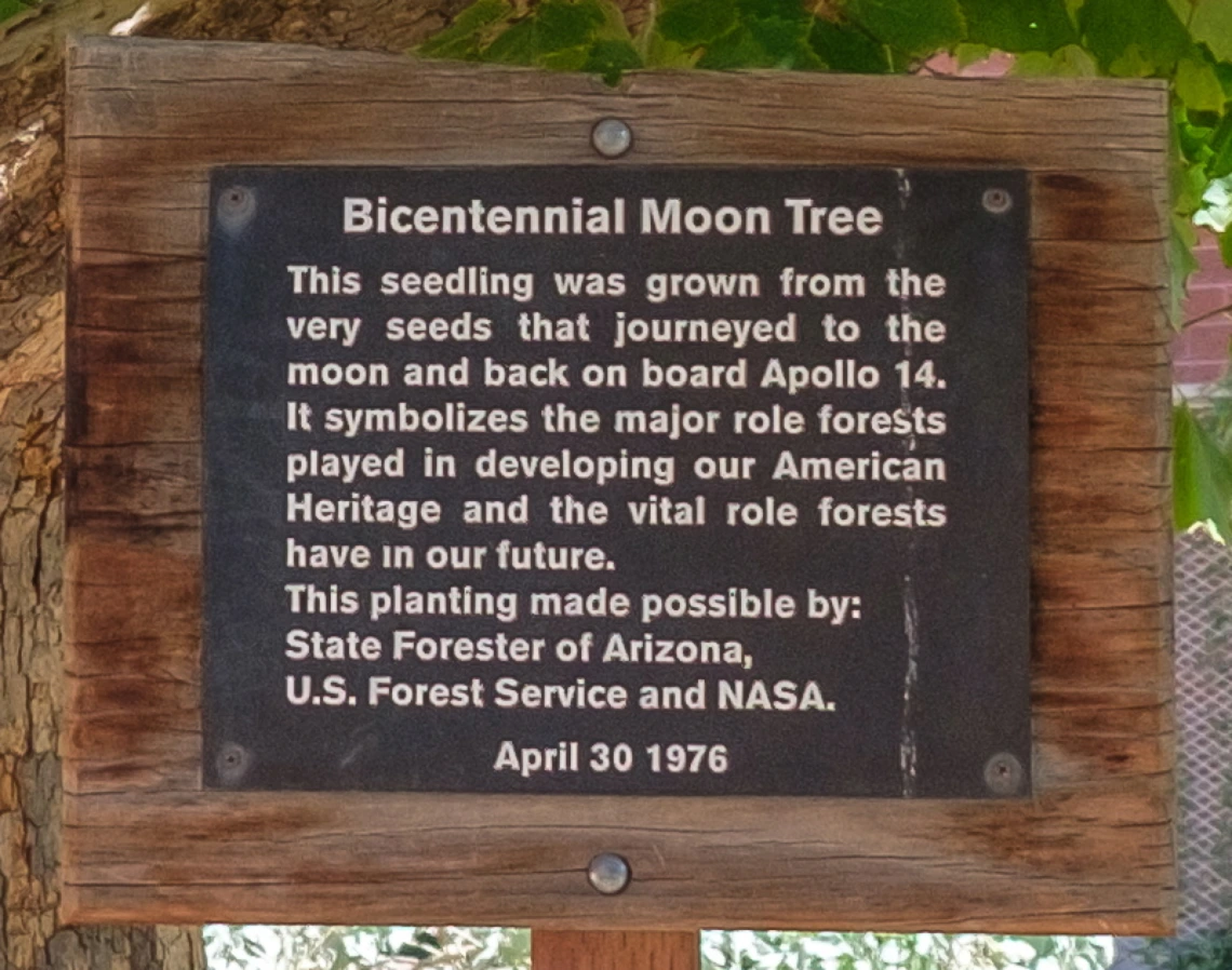 Bicentennial Moon Tree