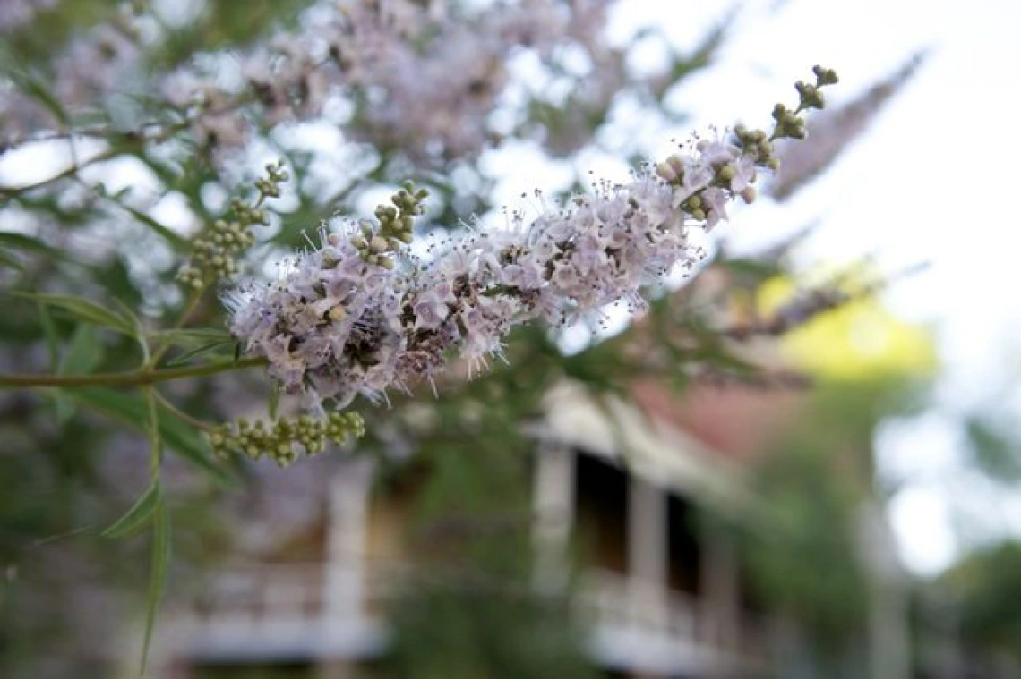 Vitex angus castus at Old Main