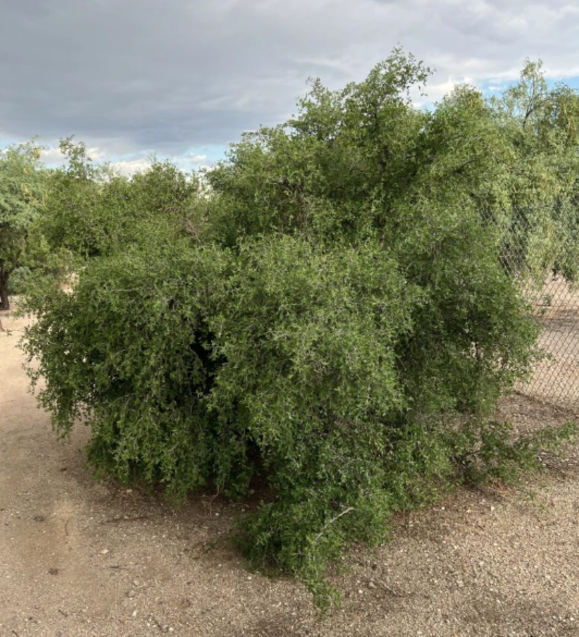Celtis pallida full plant