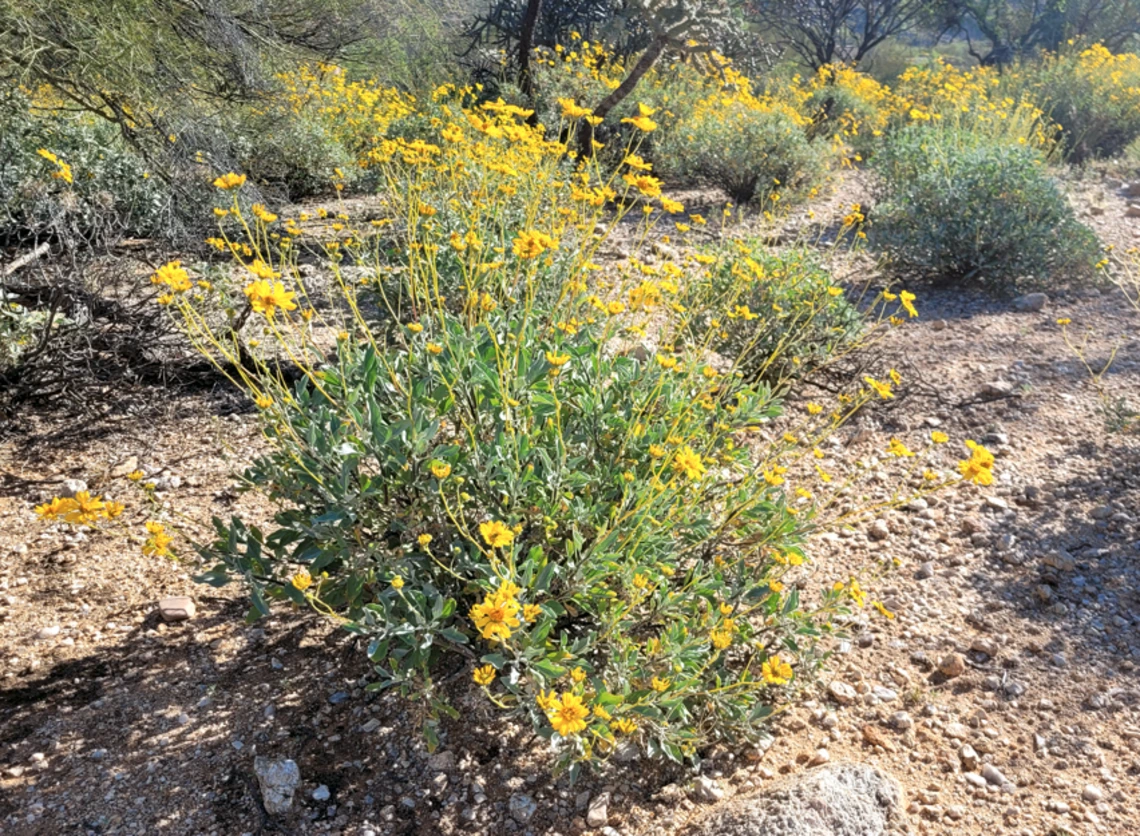 Encelia farinosa full plant