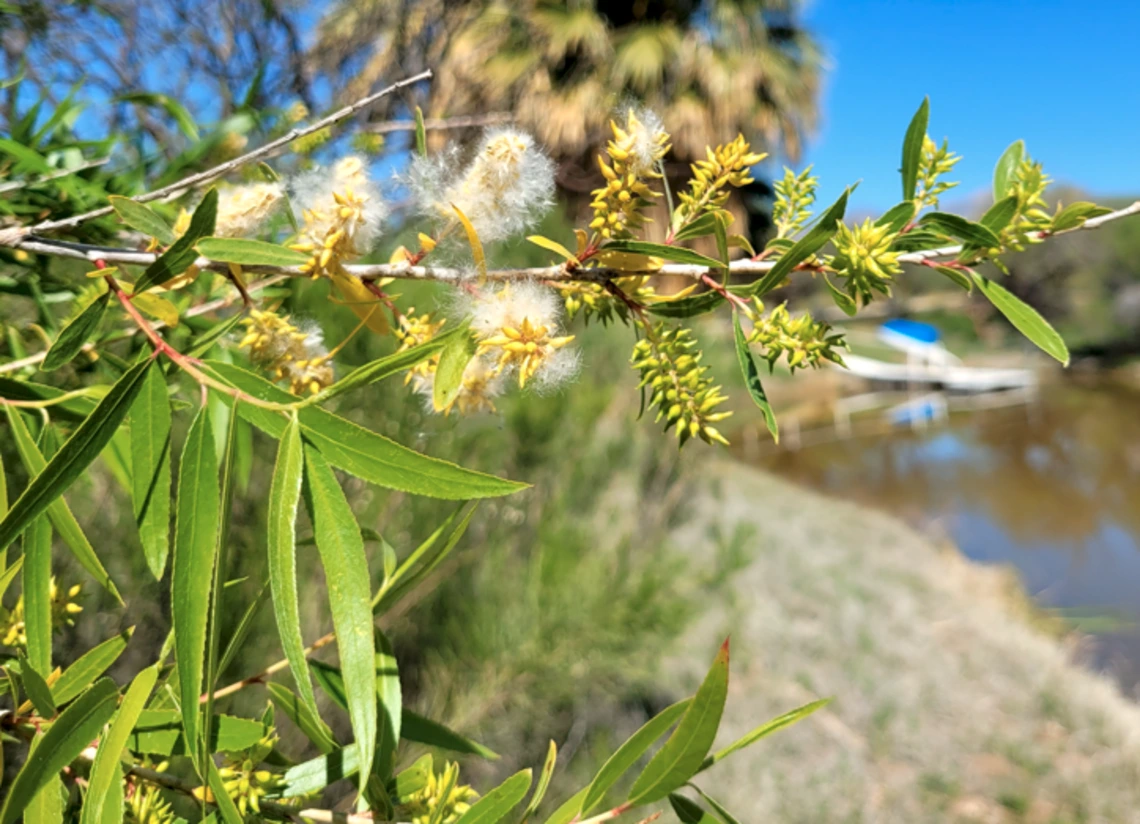 Salix gooddingii seed
