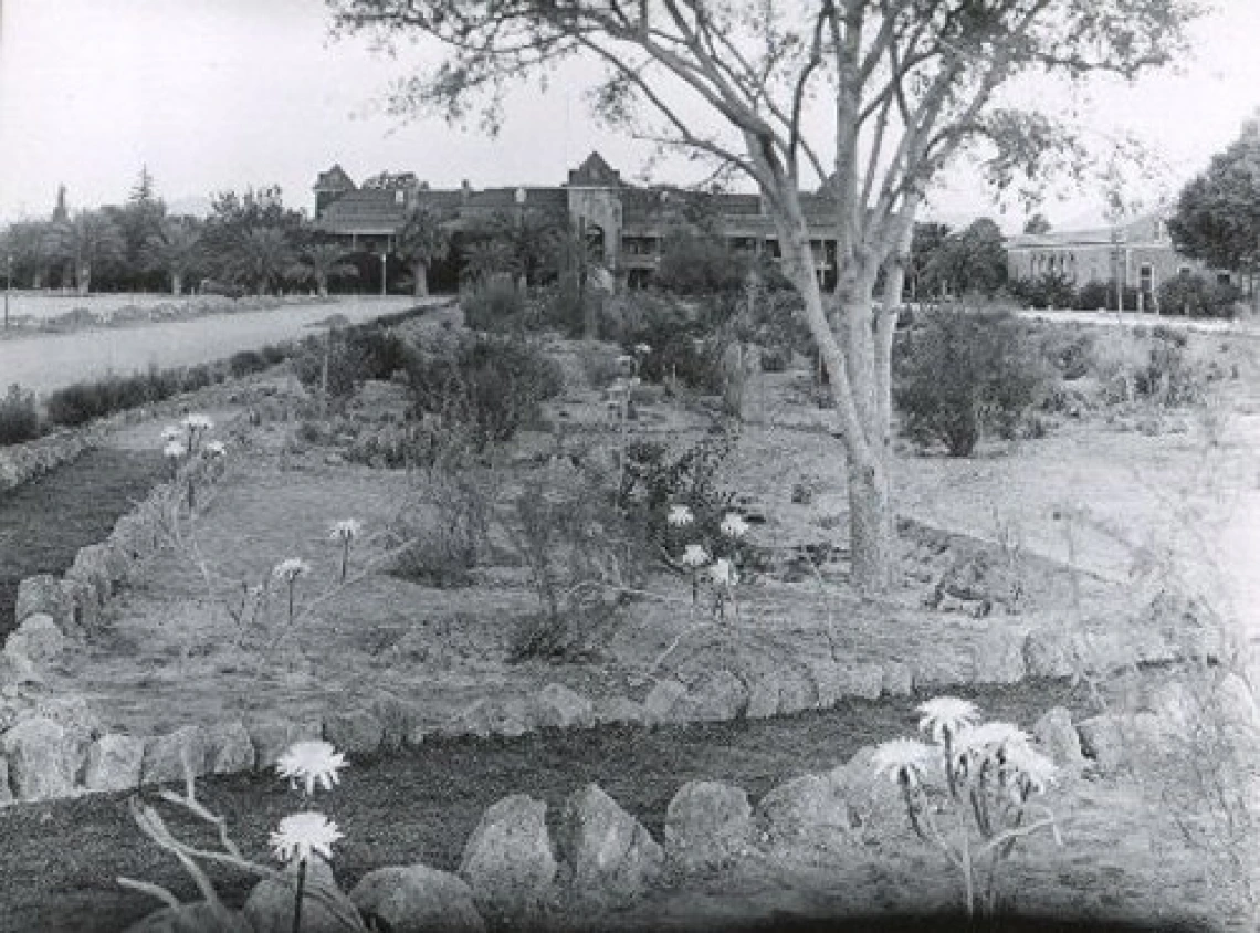 1932. Cactus garden with Night-blooming Cereus (Peniocereus greggii) on east side of Old Main.