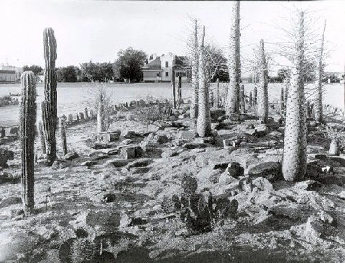 1932. Early collection of Boojum trees (Fouquieria columnaris) in the current Krutch Garden. Former Student Health building to South.