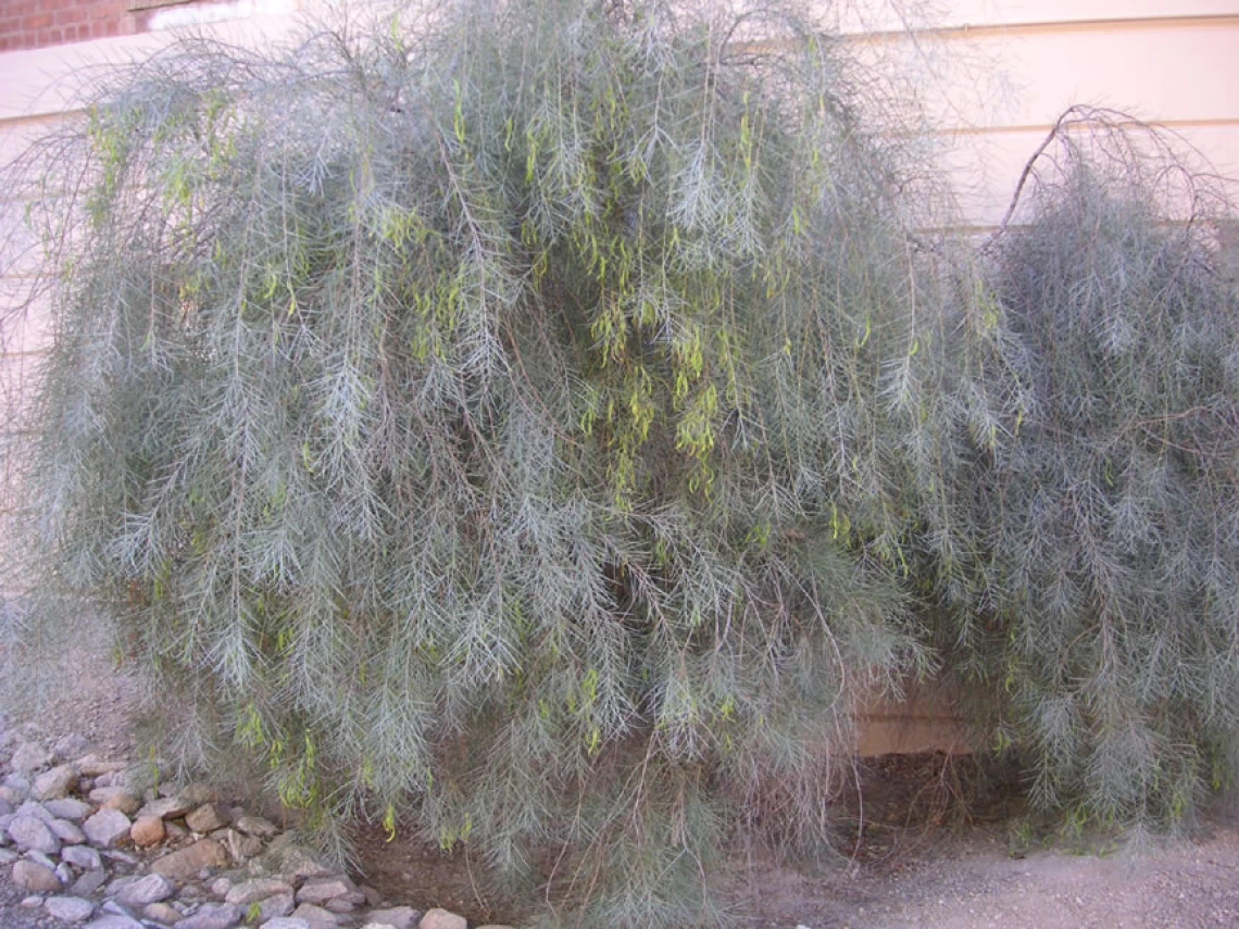 A specimen of this species (A. papyrocarpa) grown from DELEP seed and planted around 2010 near Yavapai Hall, UArizona Campus.