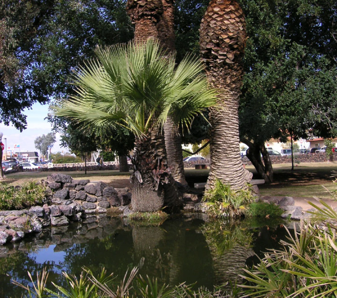 Photo of the pond from ~1990 - 2000