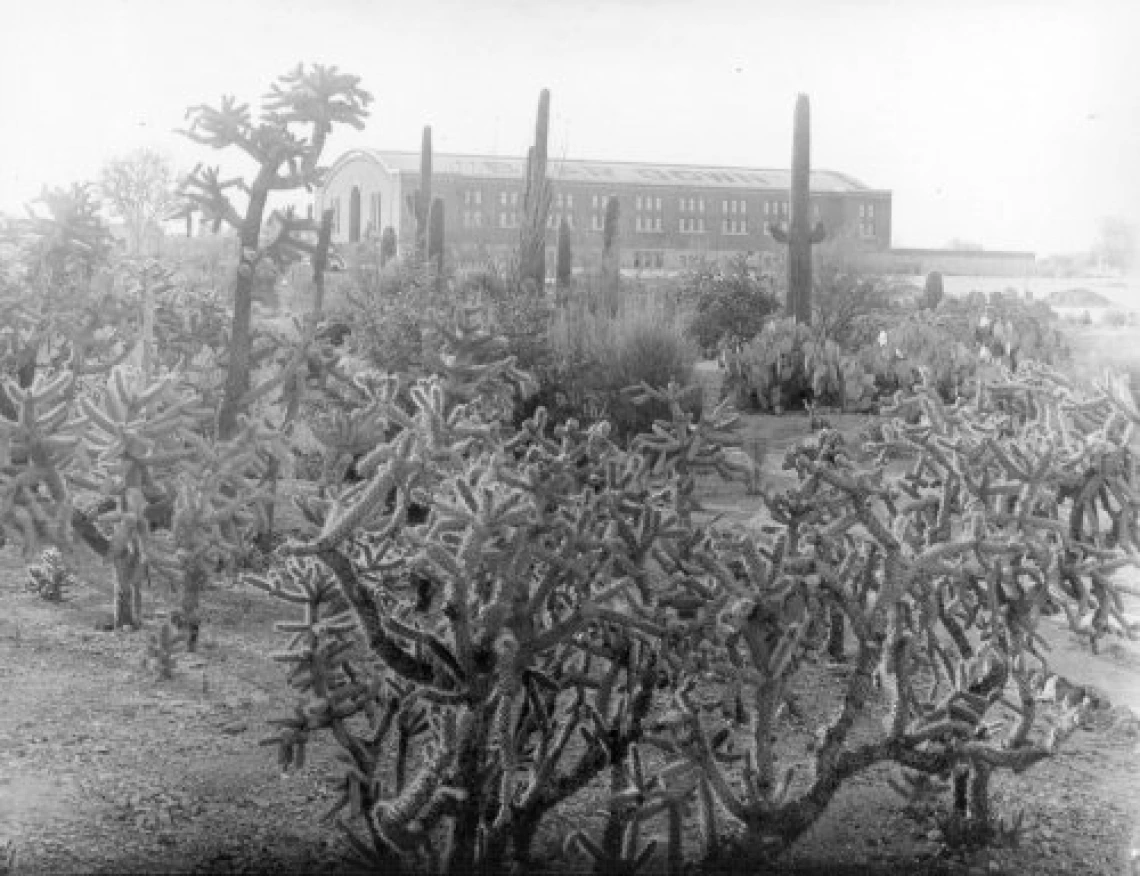 1932. Cactus garden in the Mall, with Bear Down Gym standing alone on the edge of campus.