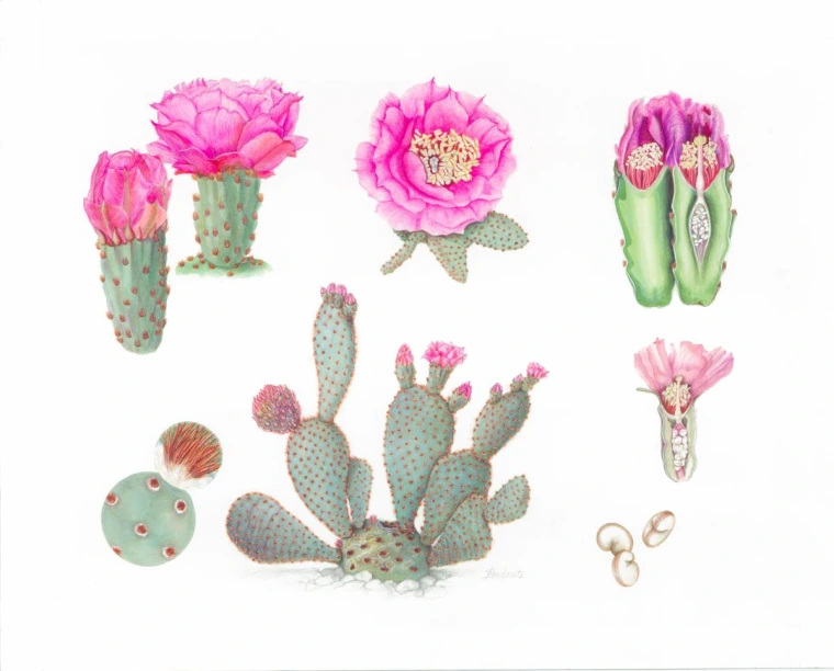 Opuntia basilaris