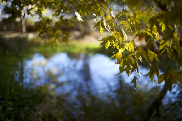CAPLA Pond Reflections