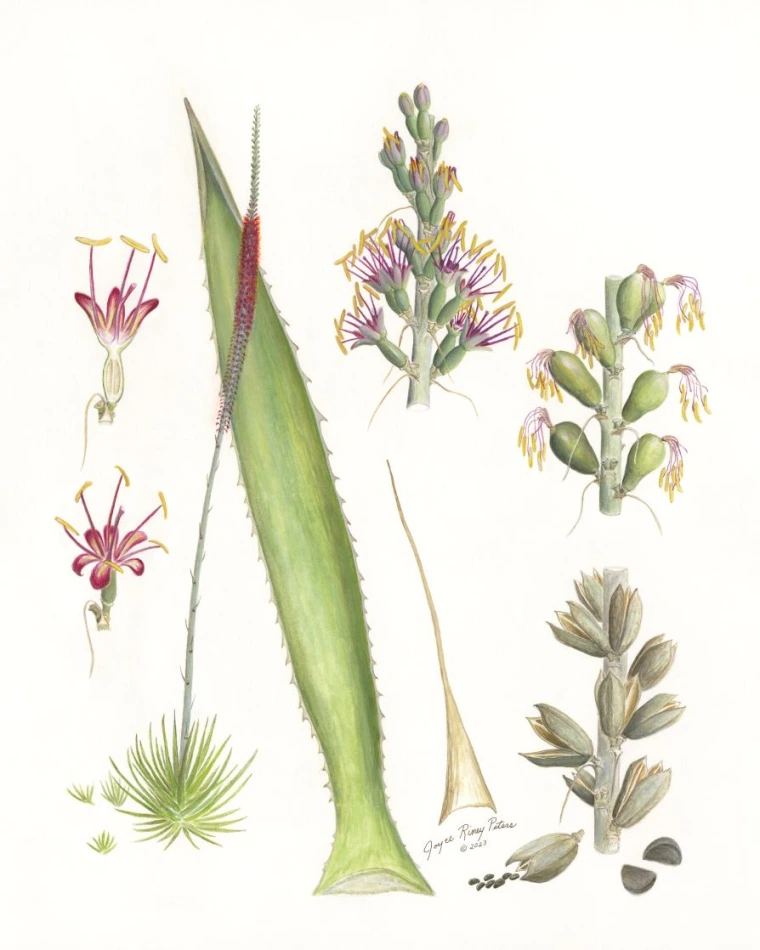 Agave lech
