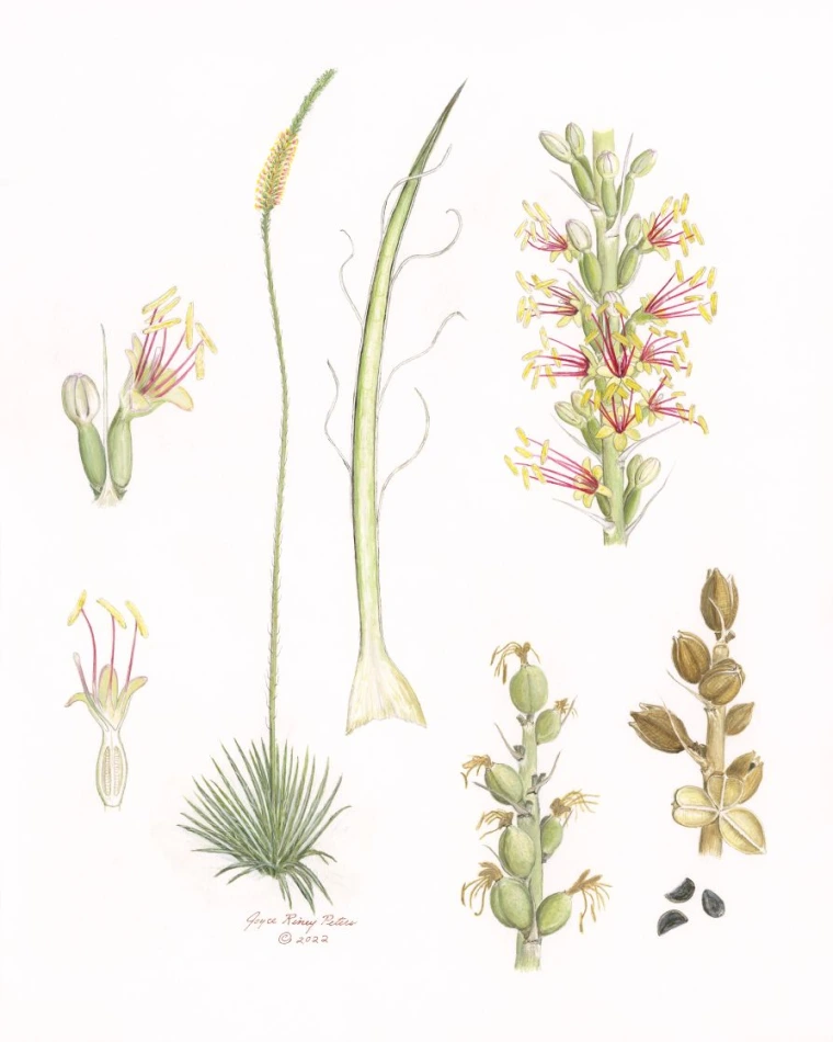 Agave felgeri