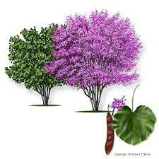Mexican redbud