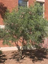 A specimen of this species (V. pruinocarpa) grown from DELEP seed and planted by undergraduate students in 2013. 