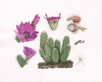 Echinocereus fasciculatus