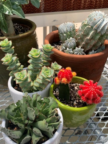 potted plants