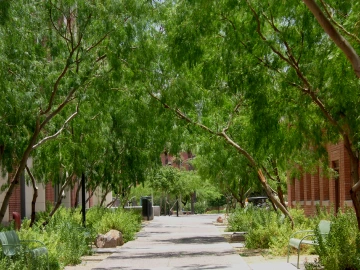 honey mesquites