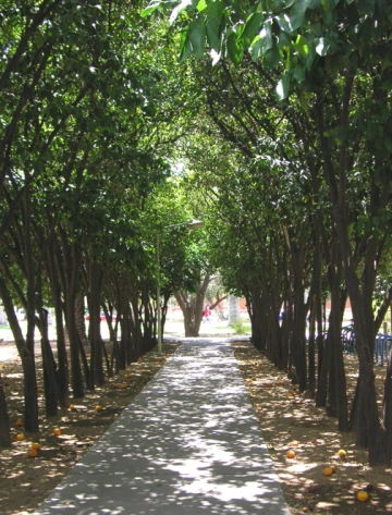 Orange trees line a walk way