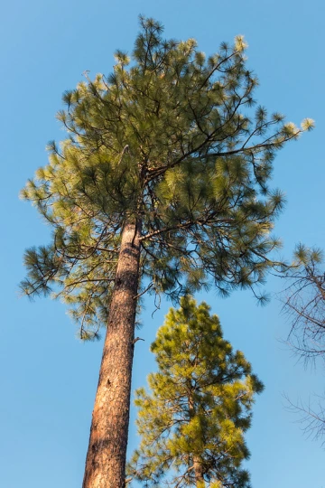 Pinus pond