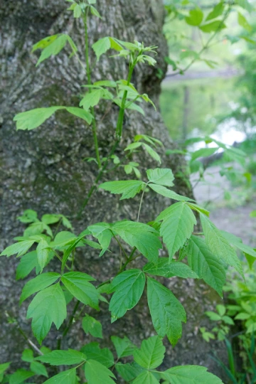 acer negundo