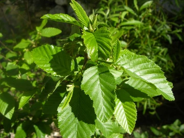 Alnus oblong