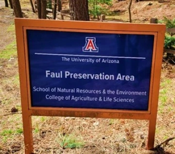 Faul
