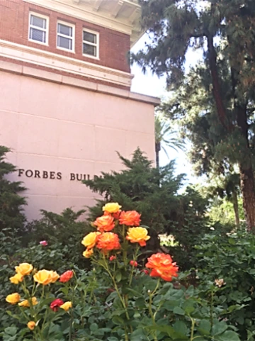 Forbes Roses