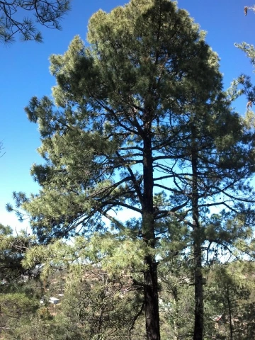 Pin ariz