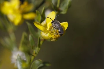 Larrea tridentata