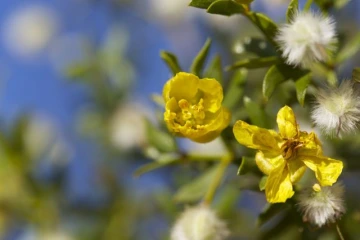 Larrea tridentata bloom