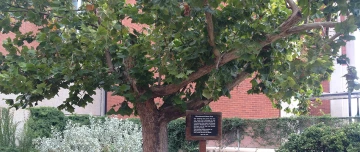 UAZ Moon Tree sycamore