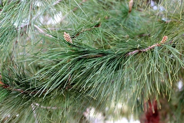 pin hal
