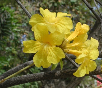 Handroanthus chrysotrichus