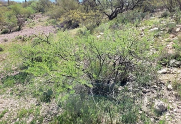 Snyder Preserve - Acacia greggii full