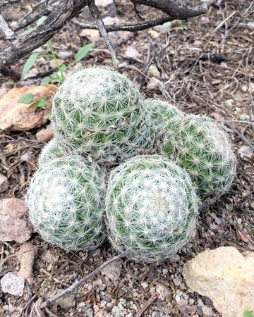 Snyder Preserve - Mammillaria grahamii