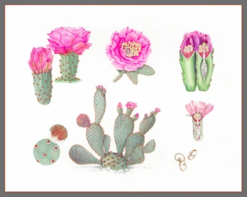 Opuntia basilaris