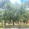 1457 Quercus virginiana