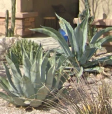 Agave salmiana