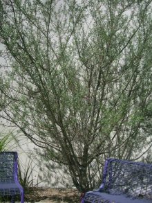 Bursera microphylla