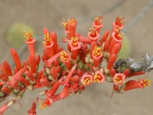 Fouquieria splendens