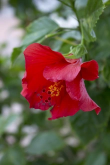 Hibiscus rosa sinensis